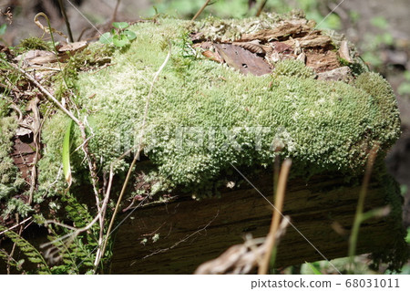 奈良縣吉野山的風景 68031011