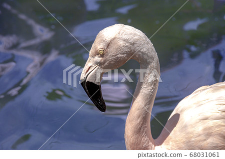 Pink flamingo that raised its beak from the surface of the water Pink flamingo that raised its beak from the surface of the water 68031061