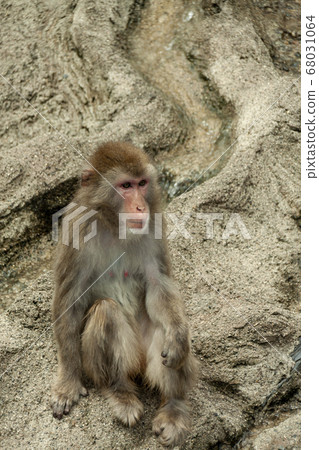 A Japanese macaque that nestles [Delusional sight of a monkey] 68031064