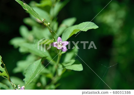 Wolfberry flowers Wolfberry flowers 68031386