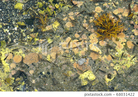 蝦虎魚，潮汐池 68031422