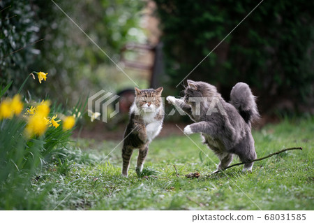 playing cats attack in garden playing cats attack in garden 68031585