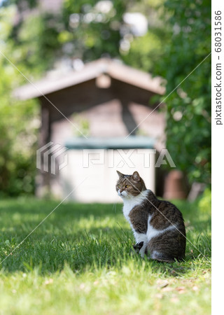 cat in garden with shed cat in garden with shed 68031586