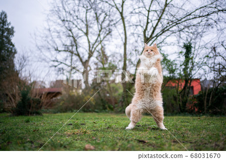 cat standing on hind legs 68031670