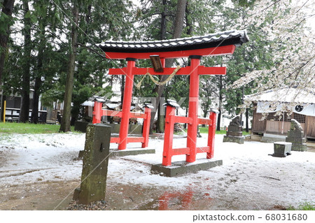 在會津神社的鳥居和櫻花樹上積雪 68031680