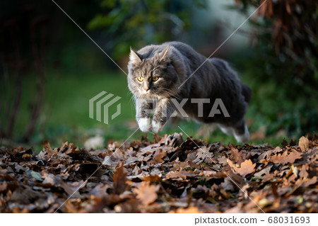 cat jumping over pile of autumn leaves 68031693