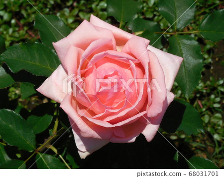 Rose pink flower, one flower, Hamamirai 68031701
