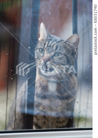 cat outside looking in meowing 68031740