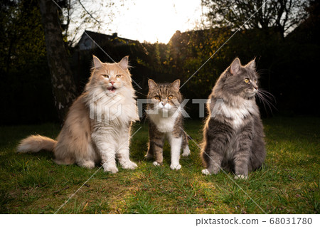 three different cats in garden three different cats in garden 68031780