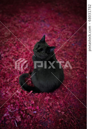 evil looking cat on red ground evil looking cat on red ground 68031782