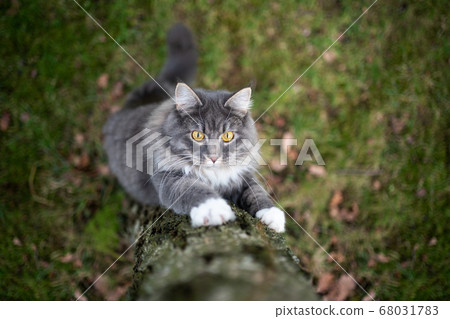 maine coon cat looking up birch tree maine coon cat looking up birch tree 68031783