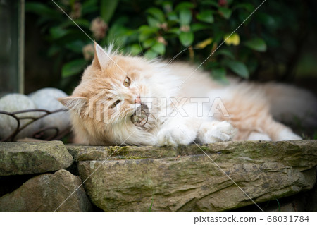 cat hunting mouse outdoors cat hunting mouse outdoors 68031784