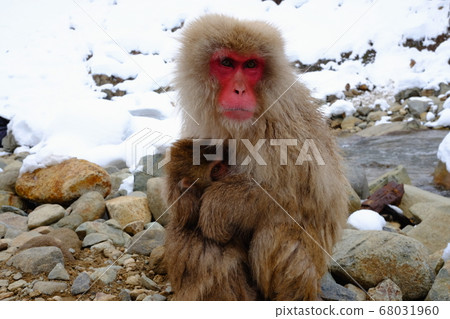 地獄谷溫泉猴母子 地獄谷溫泉猴母子 68031960