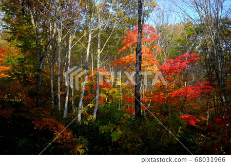 Autumn leaves in autumn 68031966