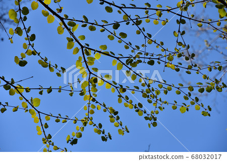 假髮嫩葉 68032017