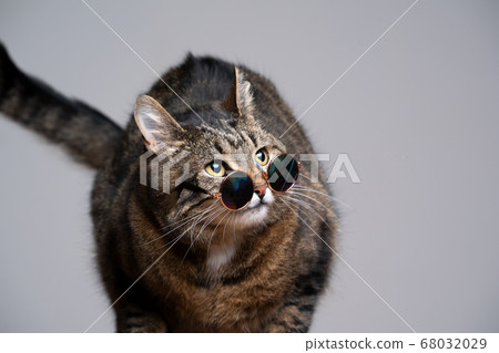 cool cat wearing sunglasses looking surprised 68032029