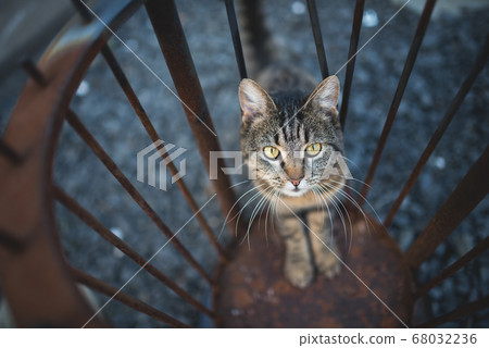 tabby cat curious about fireplace 68032236