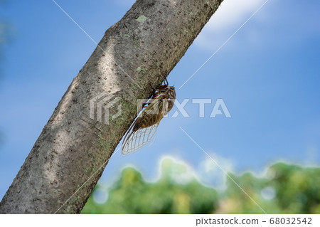 Under the clear sky of midsummer, the cicadas crying hard, their wings are painful Under the clear sky of midsummer, the cicadas crying hard, their wings are painful 68032542