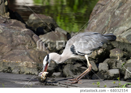 Heron and crucian carp 68032554