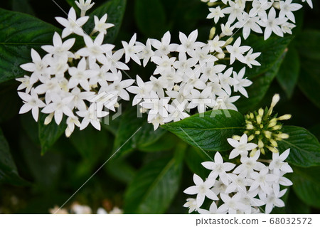  白花 68032572