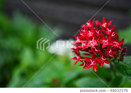 紅花 紅花 68032576
