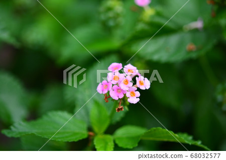 粉紅色的花朵 粉紅色的花朵 68032577