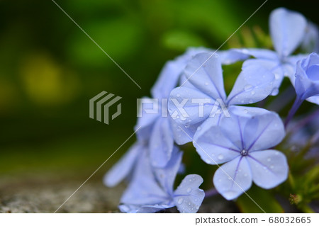藍色的花 68032665