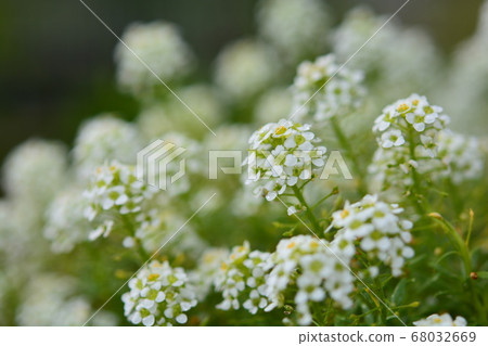  白花 68032669