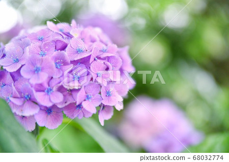 Hydrangea in the sunny rainy season 68032774