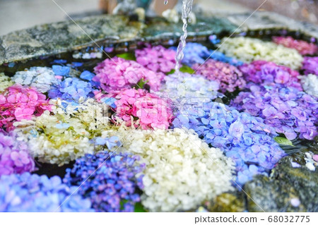Hydrangea floating in the waterhouse Hydrangea floating in the waterhouse 68032775