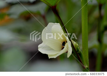 Okra's Flower 68033075