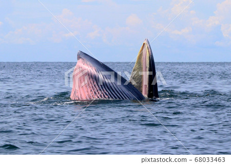 Bryde's whale or Eden's whale Bryde's whale or Eden's whale 68033463