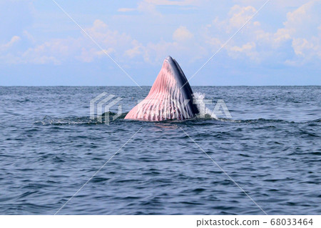 Bryde's whale or Eden's whale Bryde's whale or Eden's whale 68033464