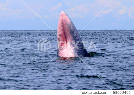 Bryde's whale or Eden's whale Bryde's whale or Eden's whale 68033465