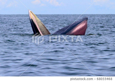 Bryde's whale or Eden's whale Bryde's whale or Eden's whale 68033468