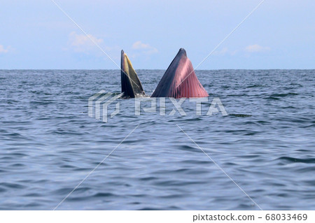 Bryde's whale or Eden's whale Bryde's whale or Eden's whale 68033469