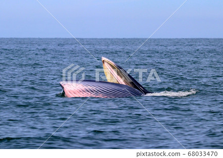 Bryde's whale or Eden's whale Bryde's whale or Eden's whale 68033470