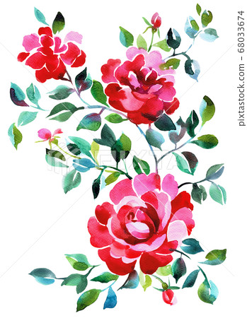 Floral artwork. Watercolor large blossom roses with foliage isolated on white. Opulent botanical drawing in vintage style. 68033674