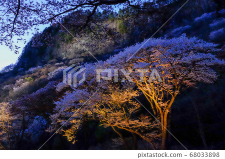 Cherry blossom light-up at Byobane-koen (Soni-mura, Uda-gun, Nara) Cherry blossom light-up at Byobane-koen (Soni-mura, Uda-gun, Nara) 68033898