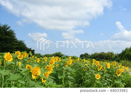 向日葵花場 68033981
