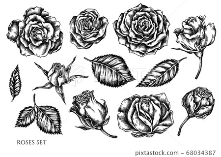 Vector set of hand drawn black and white roses Vector set of hand drawn black and white roses 68034387
