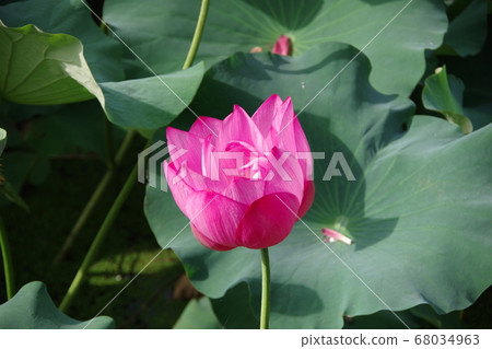 Blooming pink lotus flower 68034963