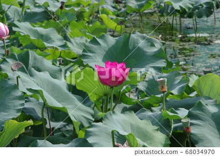 湖面和蓮花 湖面和蓮花 68034970