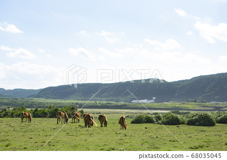 A plane landing with a herd of Yonaguni horses 68035045
