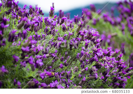Lavender field 68035133