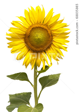 Flower, sunflower isolated on white background. 68035865
