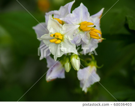 華納索比 68036403