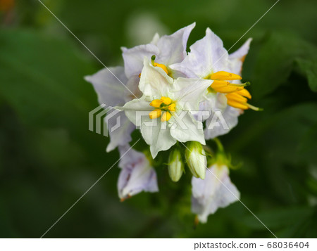 華納索比 68036404