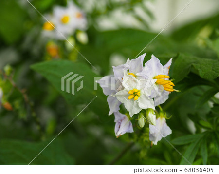 Warner Sobi Warner Sobi 68036405