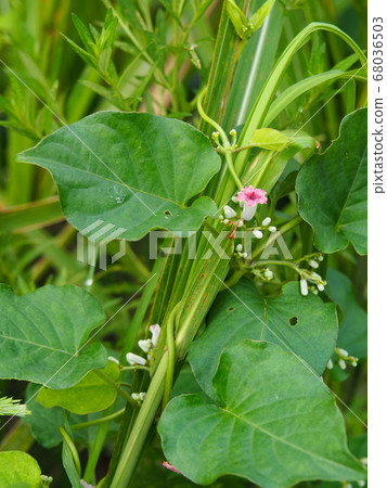 Hexokazura Hexokazura 68036503